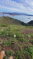 Erysimum franciscanum