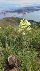Erysimum franciscanum