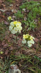Erysimum franciscanum