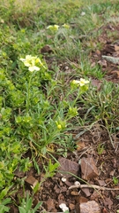 Erysimum franciscanum