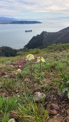 Erysimum franciscanum