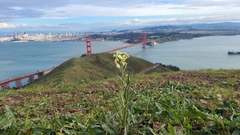 Erysimum franciscanum