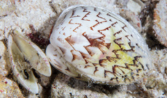 Lioconcha castrensis