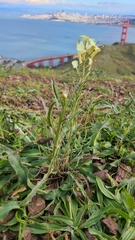 Erysimum franciscanum