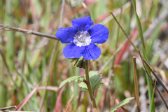 Phacelia viscida