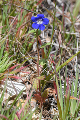 Phacelia viscida