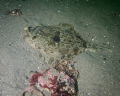 Pleuronichthys coenosus