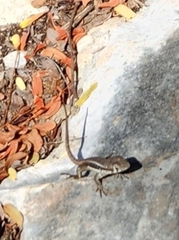 Leiocephalus psammodromus