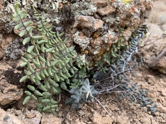 Pellaea truncata