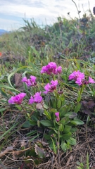 Arabis blepharophylla