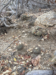 Mammillaria schumannii