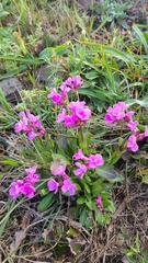 Arabis blepharophylla