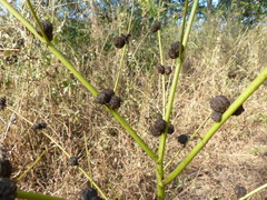 Corchorus capsularis