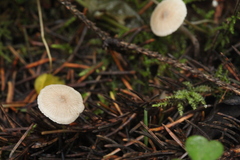 Myochromella boudieri