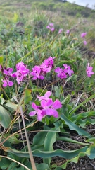 Arabis blepharophylla