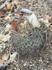 Mammillaria schumannii