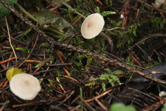 Myochromella boudieri
