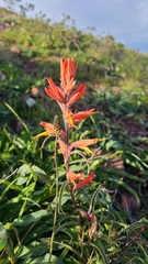 Castilleja subinclusa