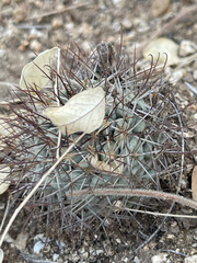 Mammillaria schumannii