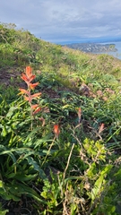 Castilleja subinclusa