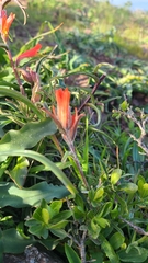 Castilleja subinclusa