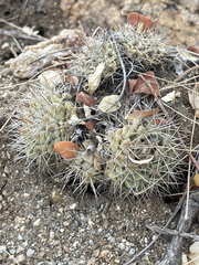 Mammillaria schumannii