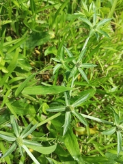 Eryngium foetidum