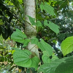 Dioscorea sansibarensis