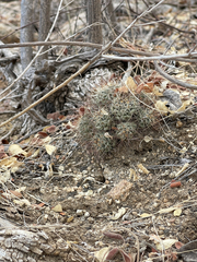 Mammillaria schumannii