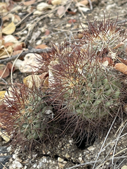 Mammillaria schumannii