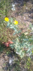 Argemone mexicana