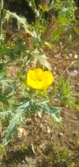 Argemone mexicana
