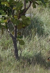 Curatella americana