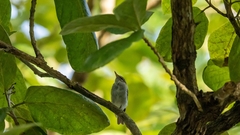 Phylloscopus borealis