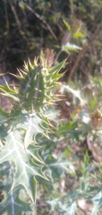Argemone mexicana