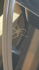 Enoplognatha ovata