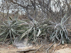 Agave capensis
