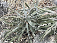 Agave capensis