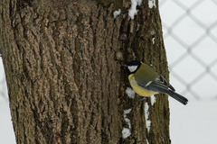 Parus major