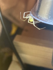 Enoplognatha ovata