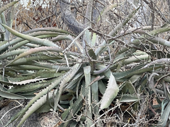 Agave capensis