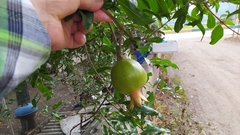 Punica