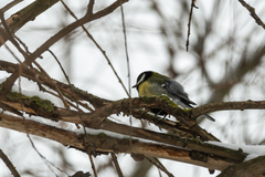 Parus major
