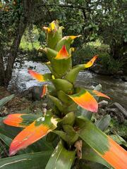 Guzmania squarrosa