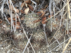 Mammillaria schumannii