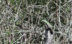 Ctenosaura oaxacana