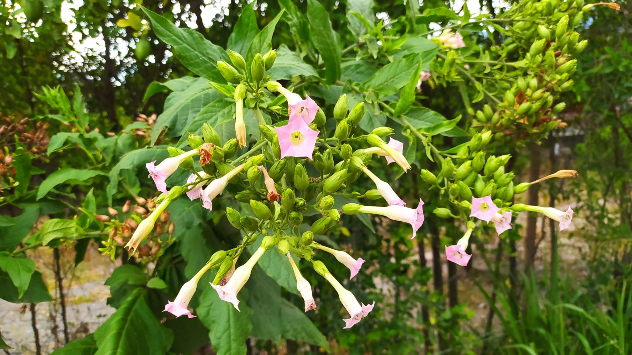 Nicotiana image