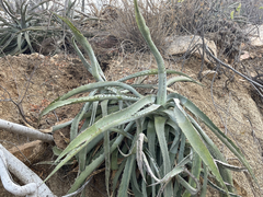 Agave capensis