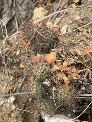 Mammillaria schumannii