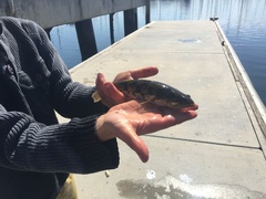 Pseudaphritis urvillii